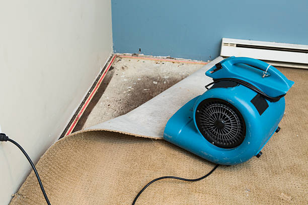 Best Mold removal after water damage  in Wray, CO